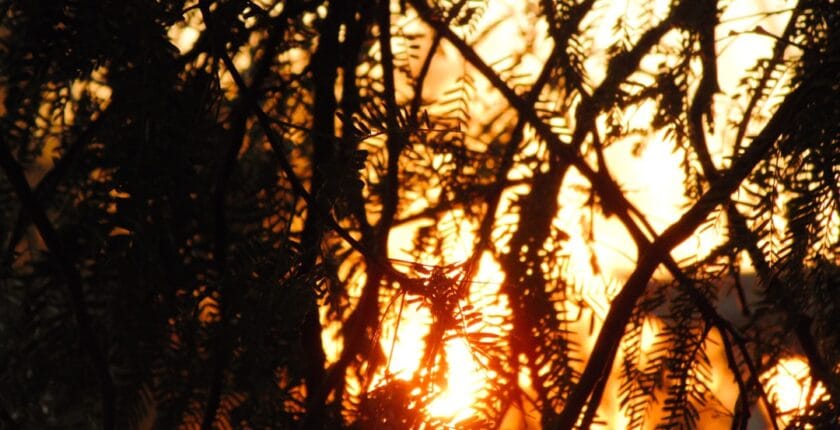 Photo Branch network