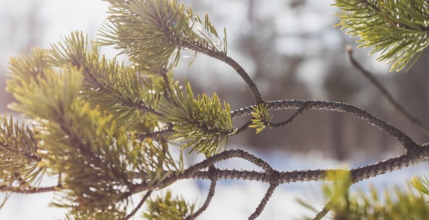 Photo Branch network