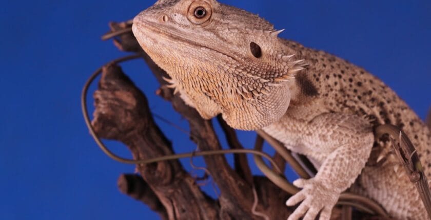 Photo Branch network