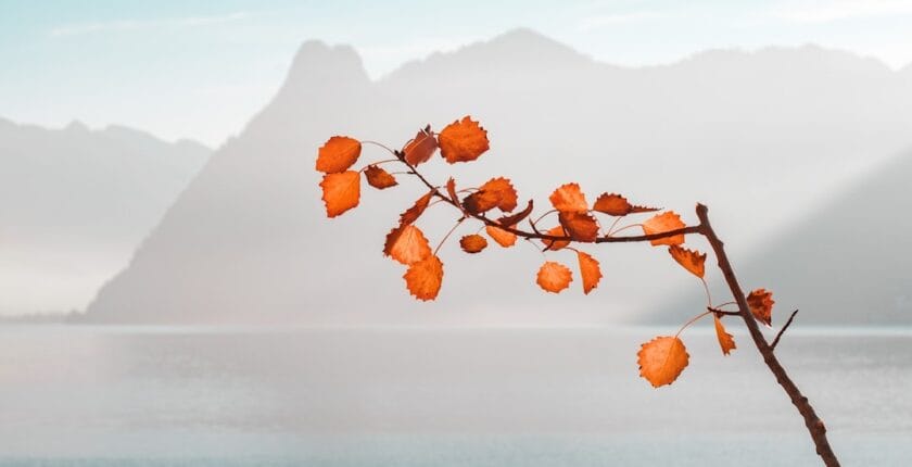 Photo Branch network