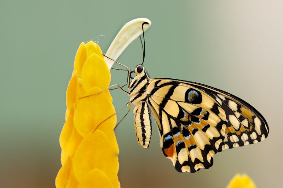 Photo "Freelancing and agile transformation management: possible synergies"