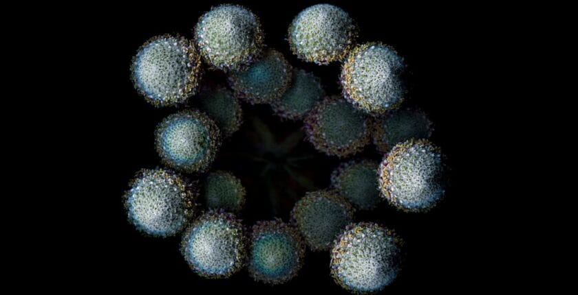 Photo Fingerprint scanner