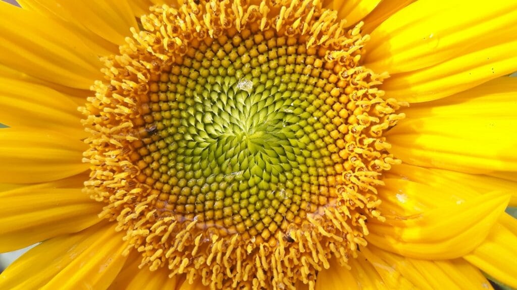 Photo Left-handed spiral