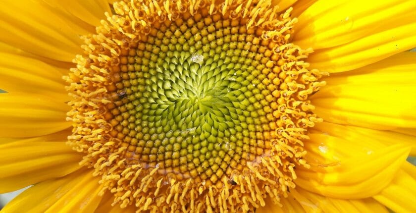 Photo Left-handed spiral