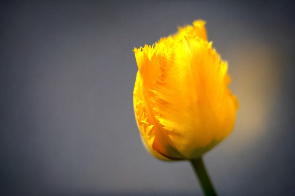 Photo Adapting mindset