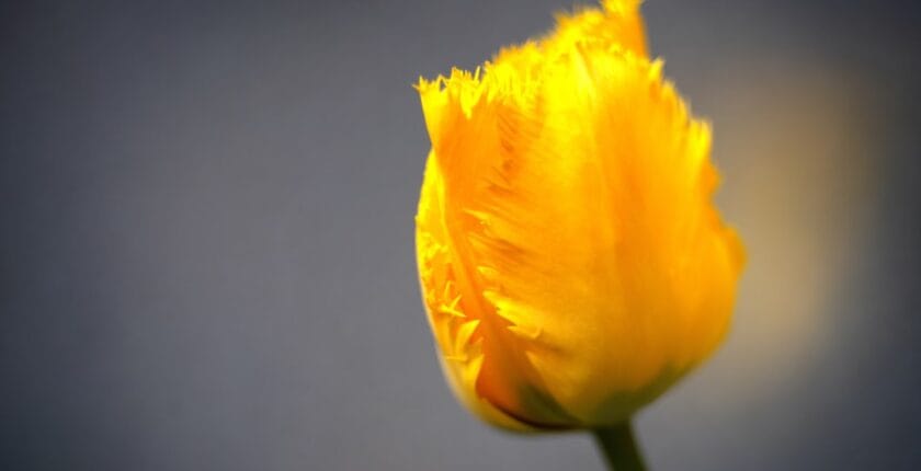 Photo Adapting mindset