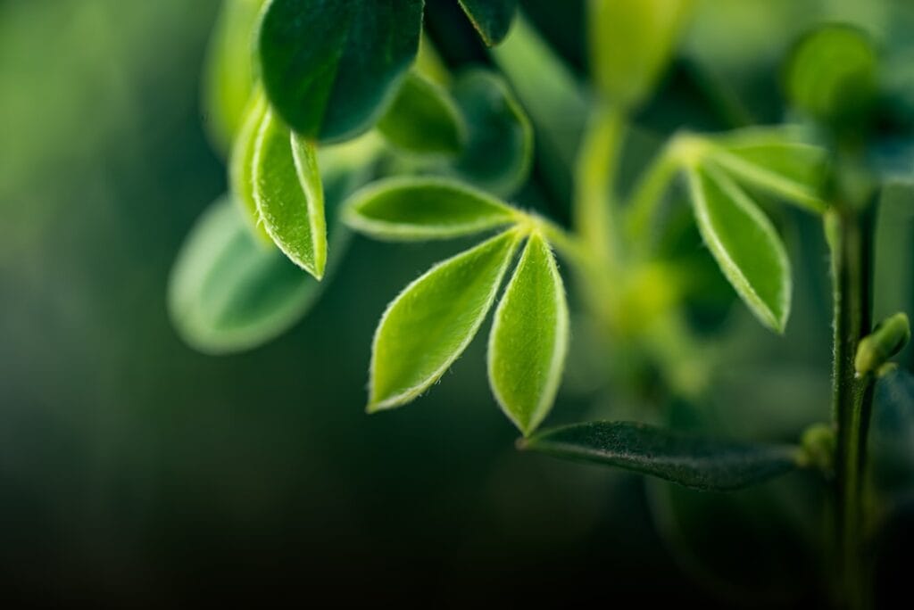 Photo Green investment