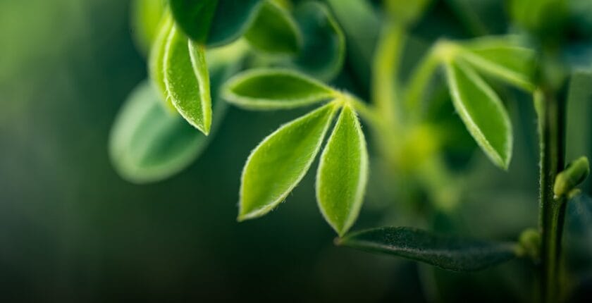 Photo Green investment