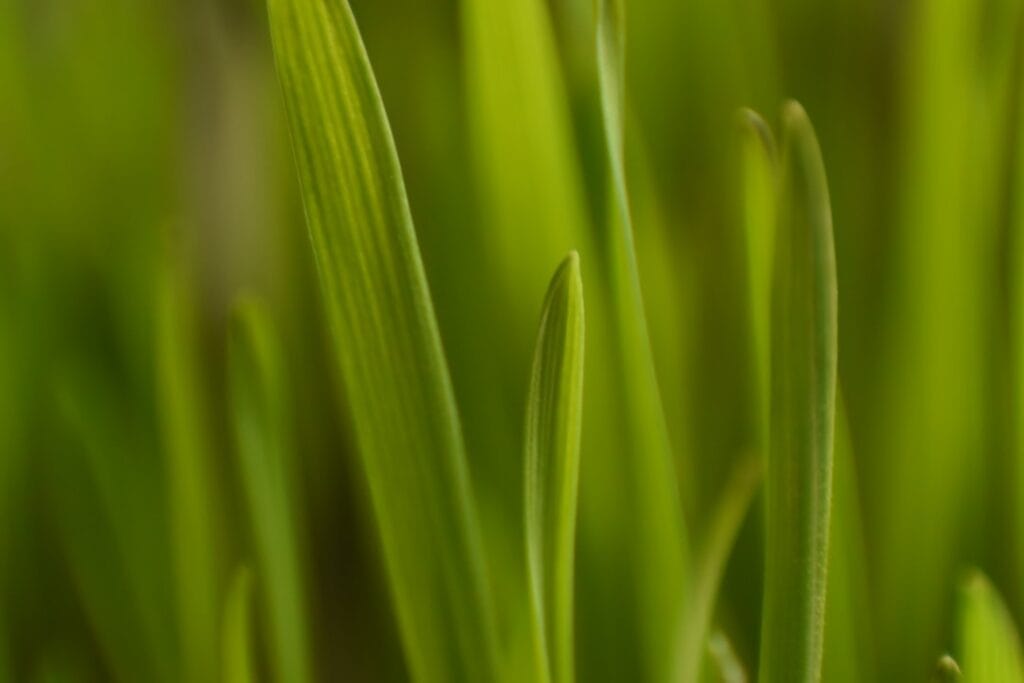 Photo Green investment
