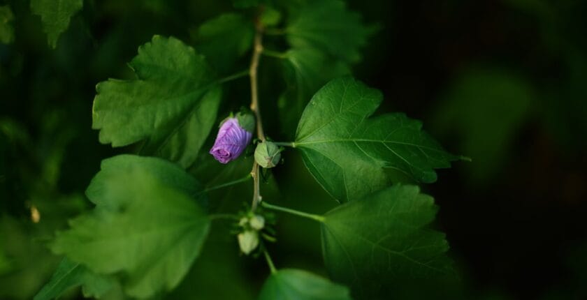 Photo Merger process