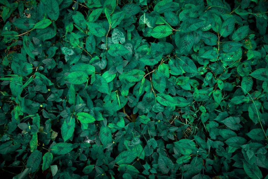 Photo Greenwashing: Financial Institution