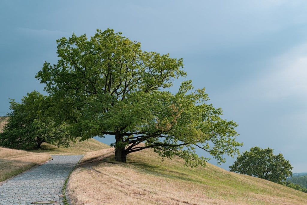 Photo Sustainable insurance