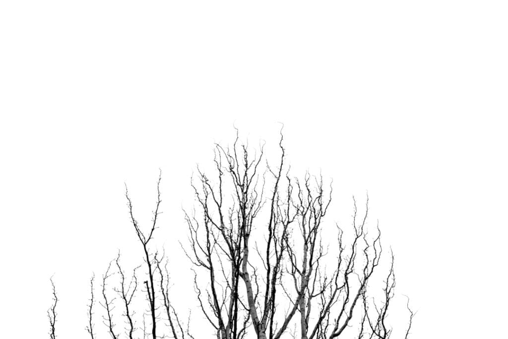Photo Decision Tree