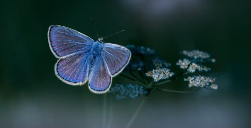 Photo transformation ESG