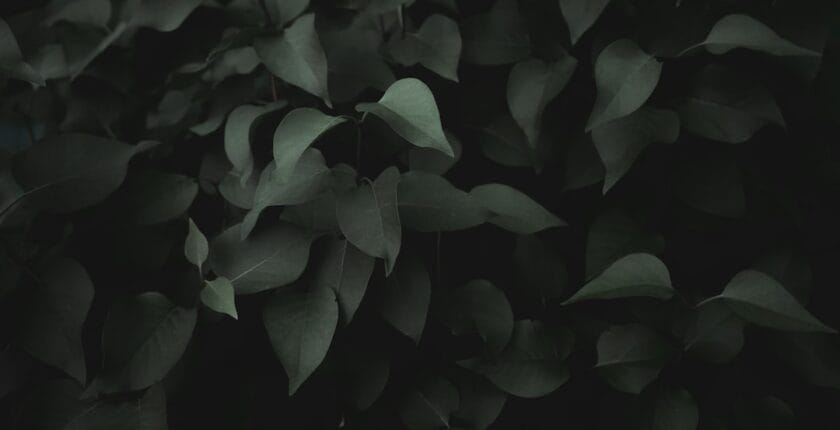 Photo référentiel IA