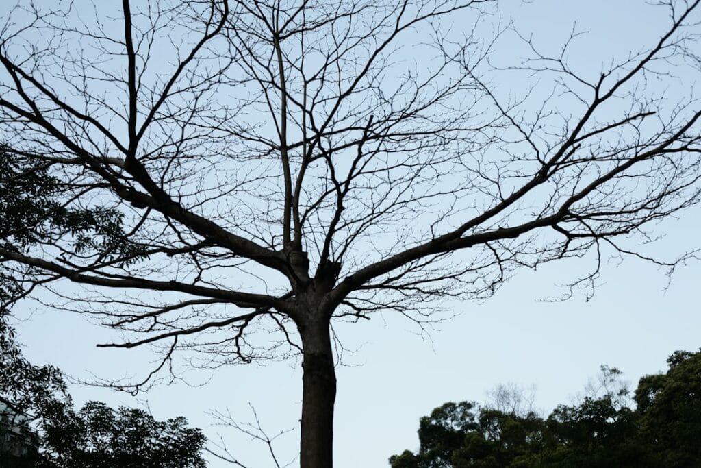 Photo Decision tree