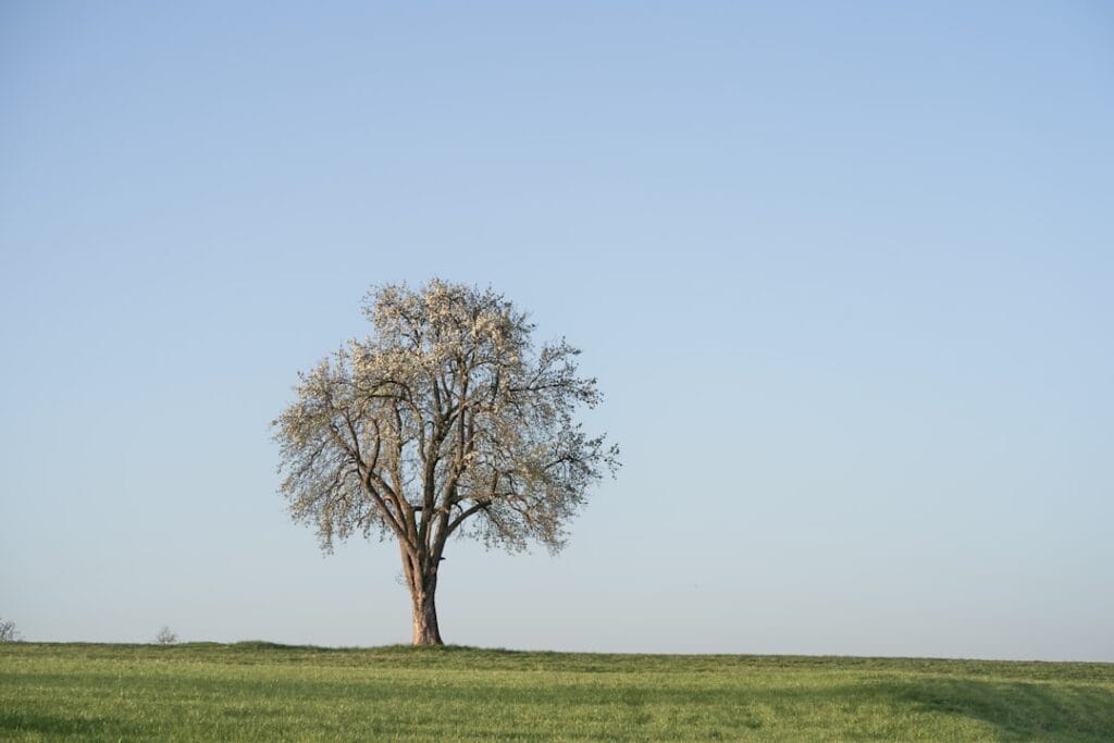 Photo Decision Tree