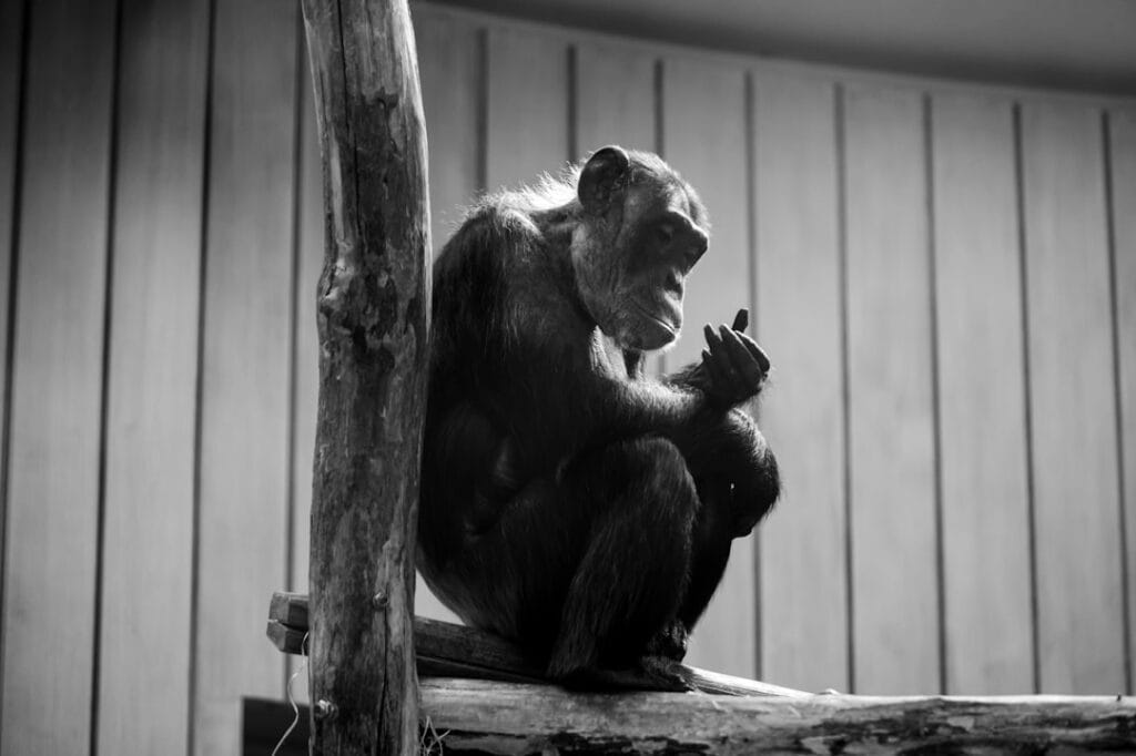 Photo Behavioral Analysis