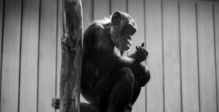 Photo Behavioral Analysis