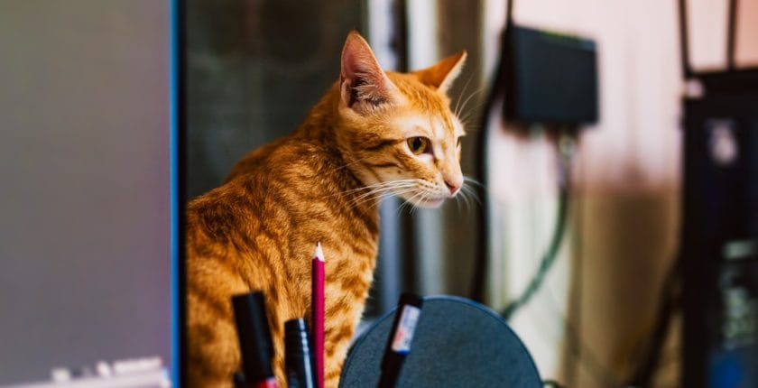 Photo Smart assistant