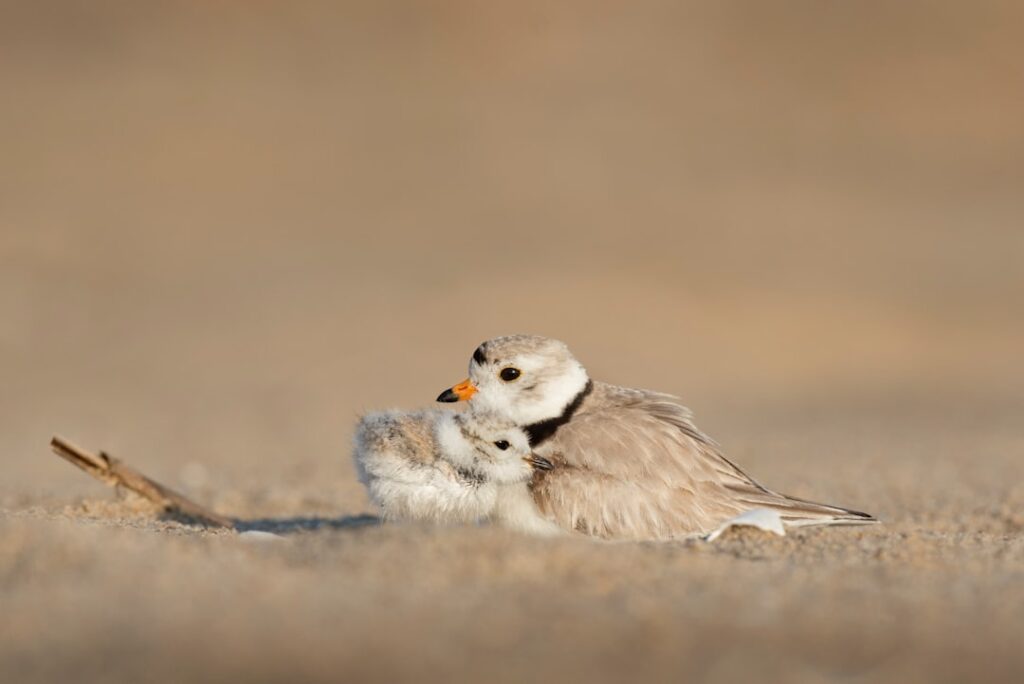Photo Protection