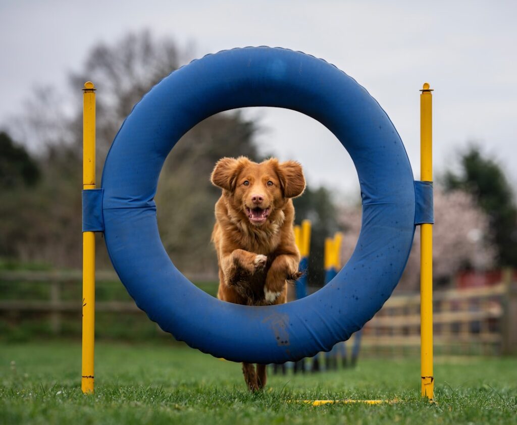Photo Agility