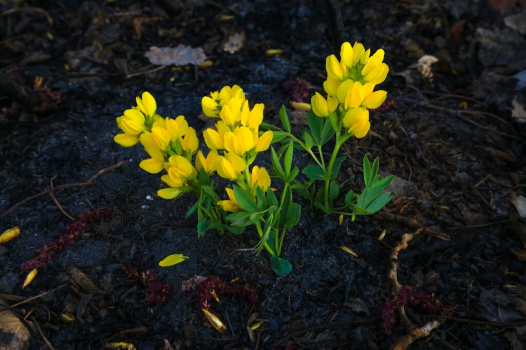 Photo resilience