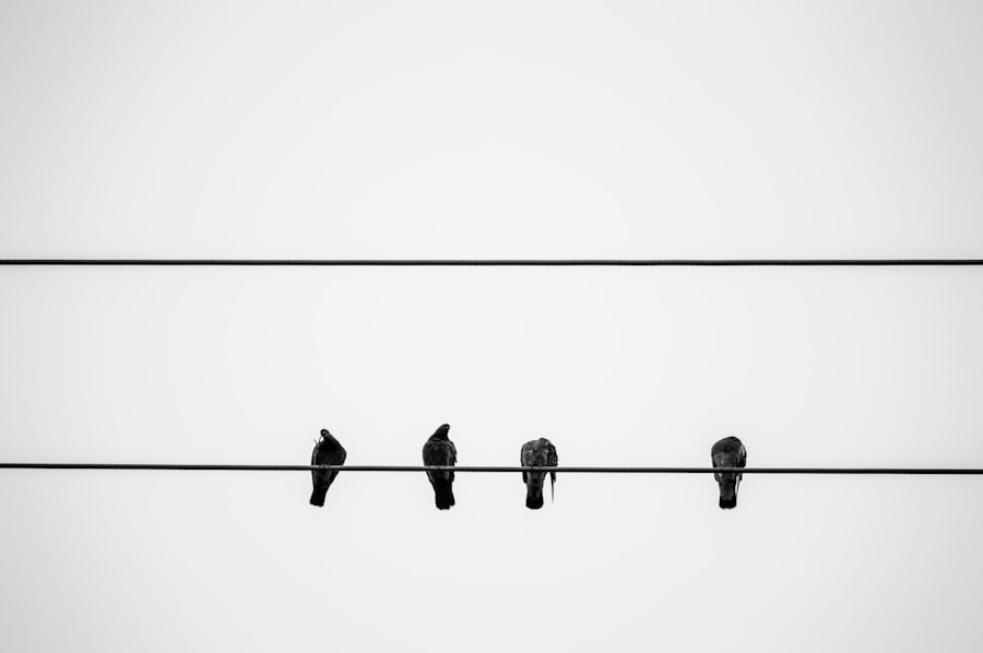 Photo Comparateurs