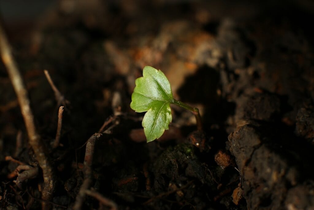 Photo hybridation IA