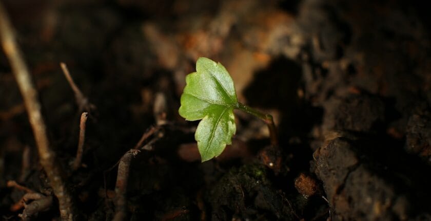 Photo hybridation IA