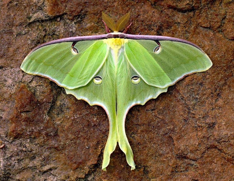 Photo hybridation IA