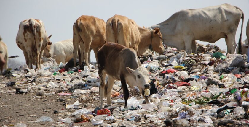 Photo environmental responsibility