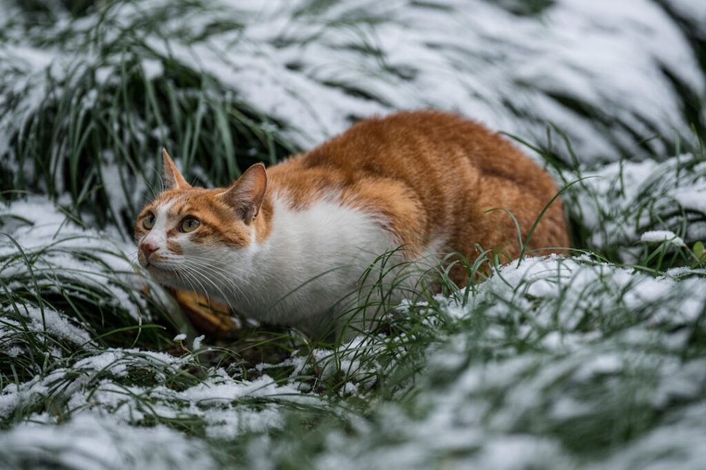 Photo Indemnity teams sizing: seasonality and Cat Nat