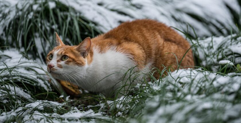 Photo Indemnity teams sizing: seasonality and Cat Nat