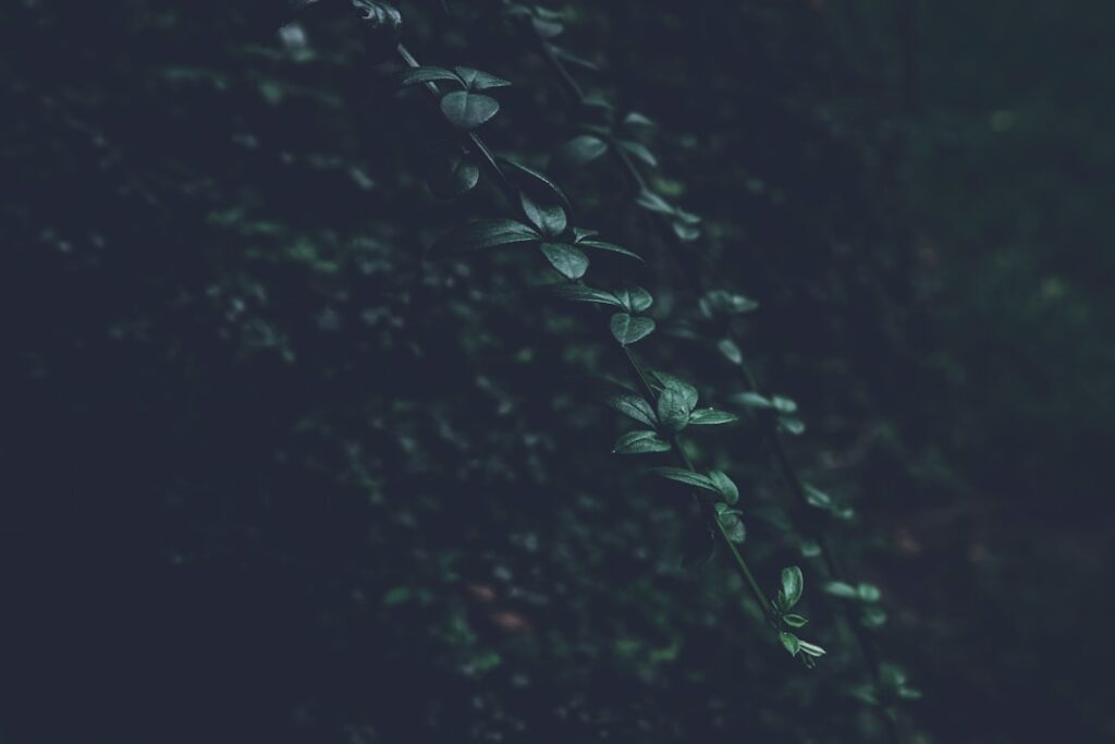 Photo GreenOps