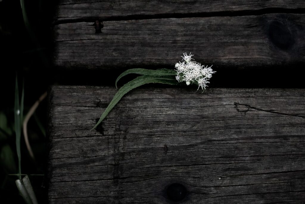 Photo resilience