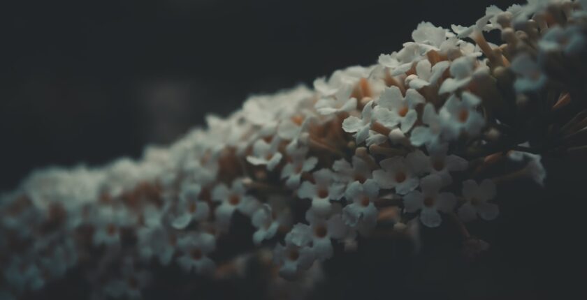 Photo IA générative