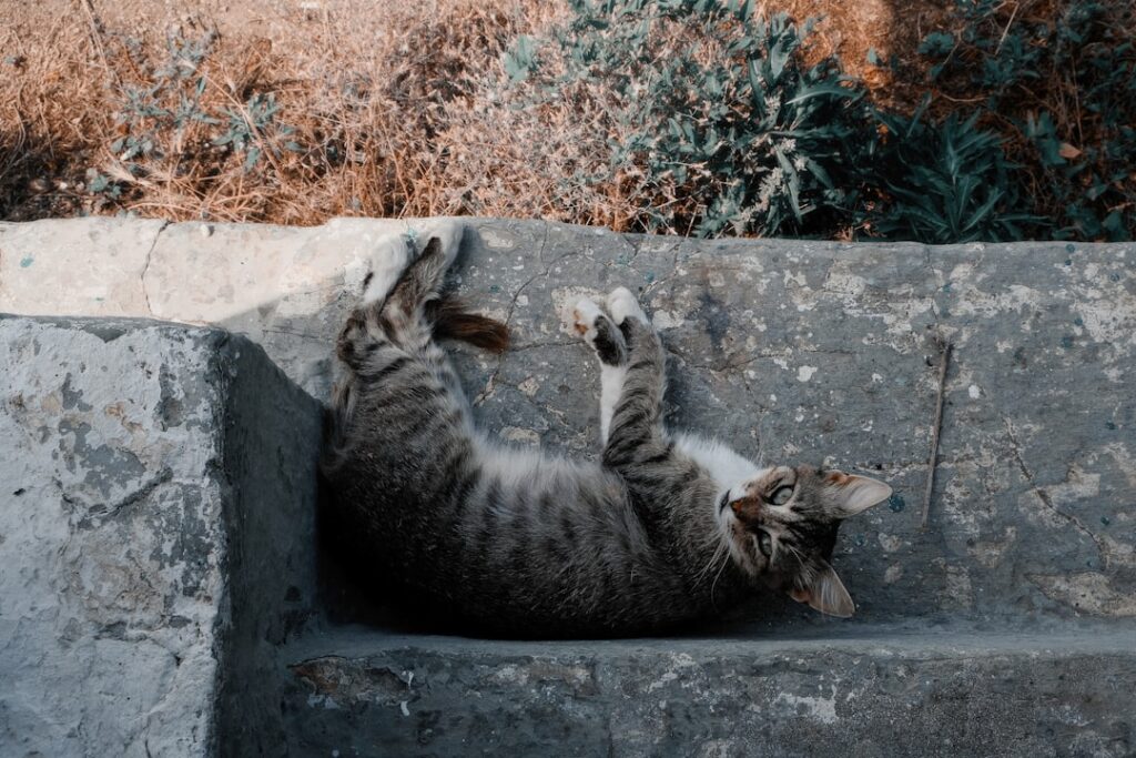 Photo Cat-Nat Strategy