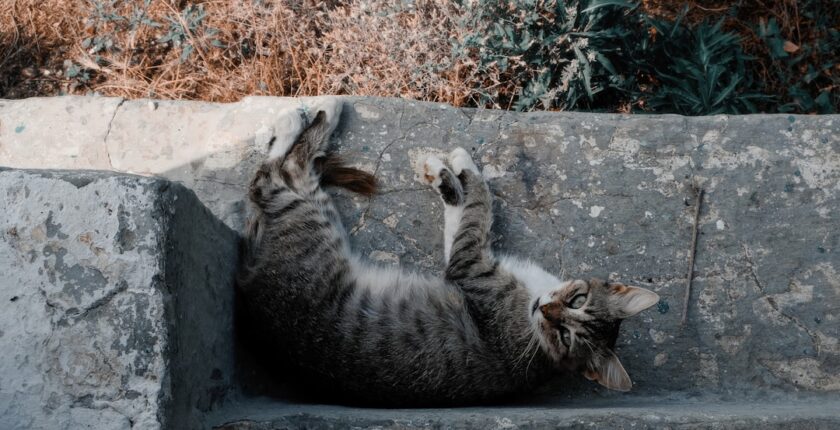 Photo Cat-Nat Strategy