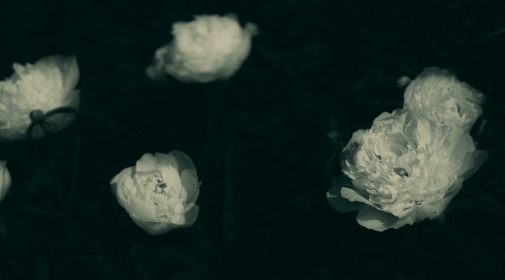 Photo MLOps