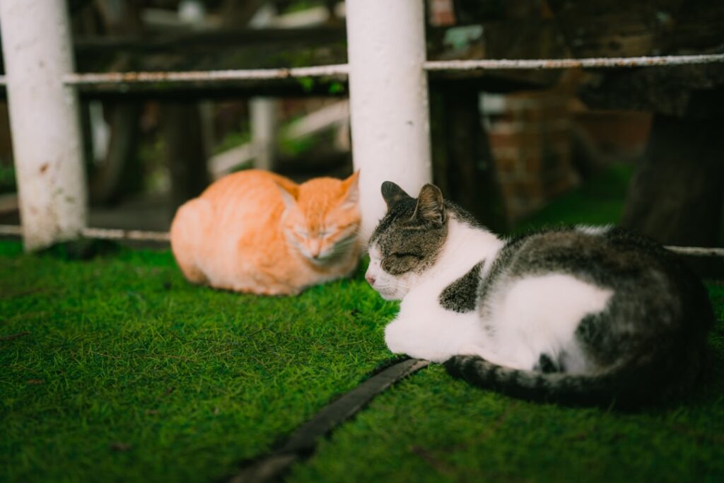 Photo cat bonds