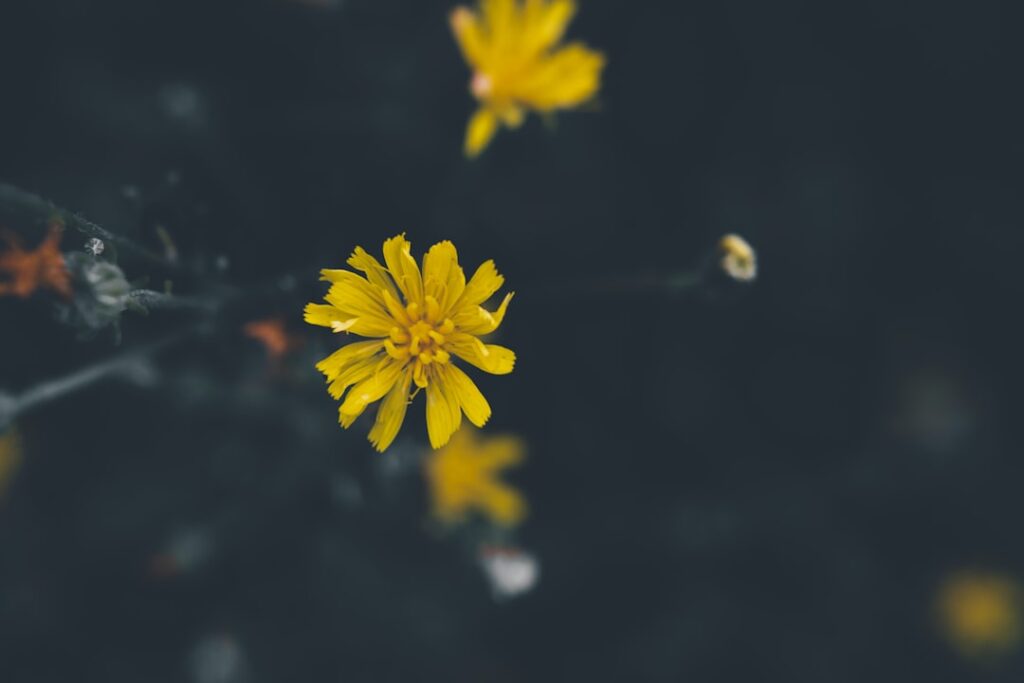 Photo filtrage