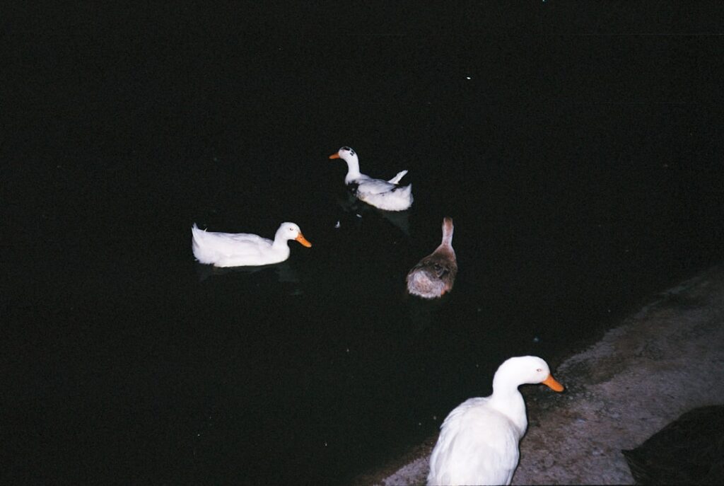 Photo ISO 20022 migration