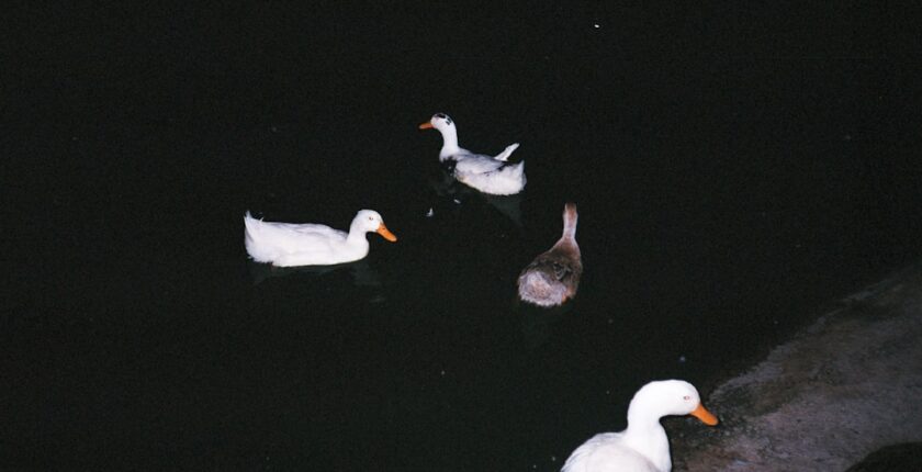 Photo ISO 20022 migration