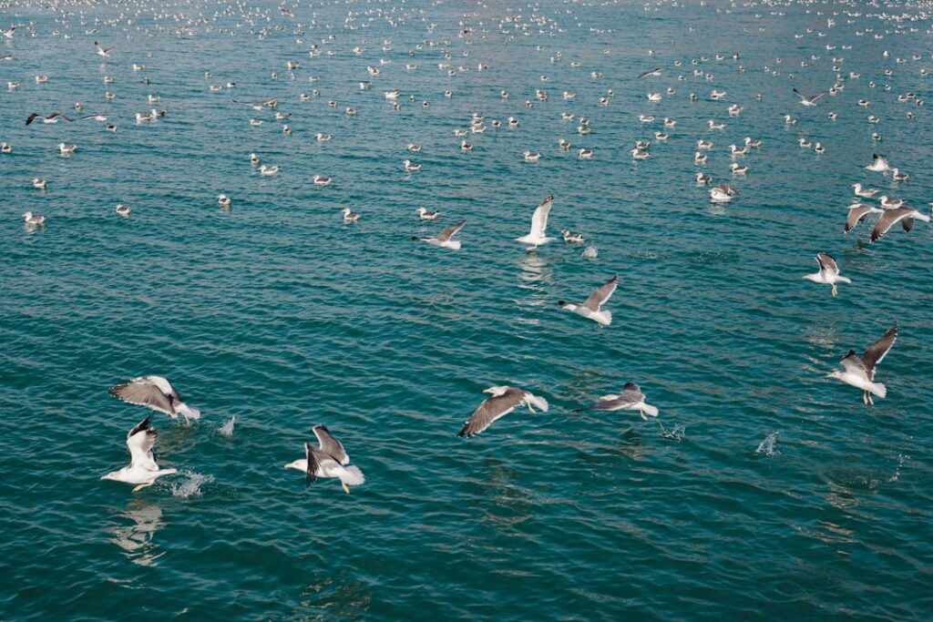 Photo ISO 20022 migration