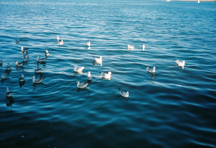 ISO 20022 migration
