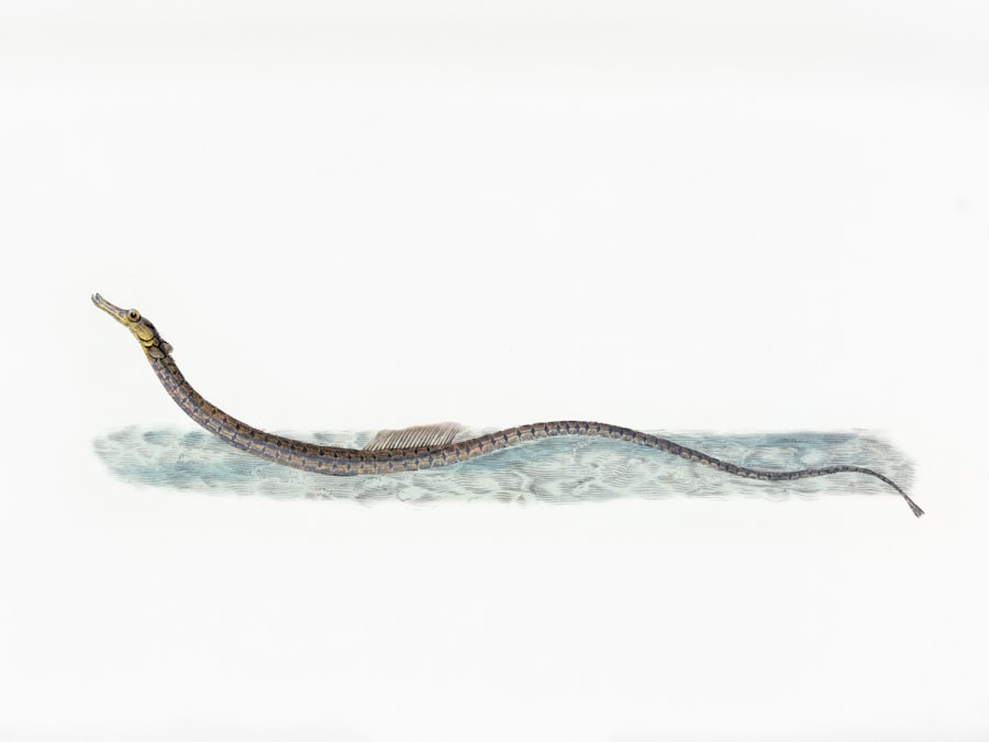 Taxonomy