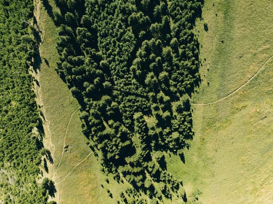 carbon footprint