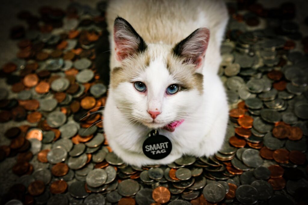 Photo Tarification Cat Nat