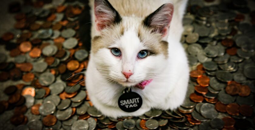 Photo Tarification Cat Nat